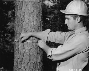 https://perfectmeasuringtape.com/app/uploads/2016/06/photograph-of-virgil-blankenship-measuring-the-circumference-of-a-short-leaf-7246e6-300x239.jpg